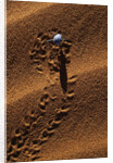 Beetle Crawling Along Sand Dune in Namibia by Anonymous