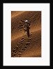 Beetle Crawling Along Sand Dune in Namibia by Anonymous