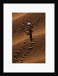 Beetle Crawling Along Sand Dune in Namibia by Anonymous