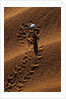Beetle Crawling Along Sand Dune in Namibia by Anonymous
