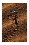 Beetle Crawling Along Sand Dune in Namibia by Anonymous