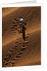 Beetle Crawling Along Sand Dune in Namibia by Anonymous
