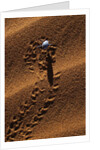 Beetle Crawling Along Sand Dune in Namibia by Anonymous