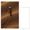 Beetle Crawling Along Sand Dune in Namibia by Anonymous