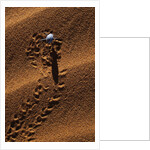 Beetle Crawling Along Sand Dune in Namibia by Anonymous