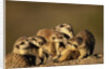 Meerkat Pack in Namibia by Anonymous