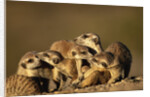 Meerkat Pack in Namibia by Anonymous
