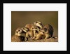 Meerkat Pack in Namibia by Anonymous