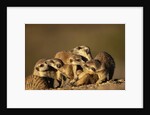 Meerkat Pack in Namibia by Anonymous