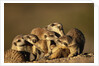 Meerkat Pack in Namibia by Anonymous