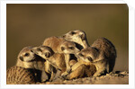Meerkat Pack in Namibia by Anonymous