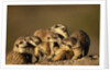 Meerkat Pack in Namibia by Anonymous