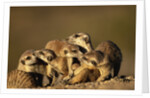 Meerkat Pack in Namibia by Anonymous