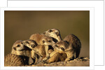 Meerkat Pack in Namibia by Anonymous