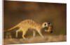 Meerkat Carrying Yearling in Mouth by Anonymous