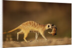 Meerkat Carrying Yearling in Mouth by Anonymous
