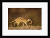 Meerkat Carrying Yearling in Mouth by Anonymous