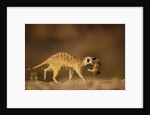 Meerkat Carrying Yearling in Mouth by Anonymous