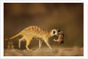 Meerkat Carrying Yearling in Mouth by Anonymous