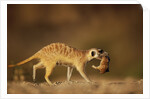 Meerkat Carrying Yearling in Mouth by Anonymous