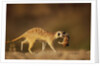 Meerkat Carrying Yearling in Mouth by Anonymous