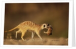 Meerkat Carrying Yearling in Mouth by Anonymous