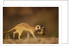 Meerkat Carrying Yearling in Mouth by Anonymous