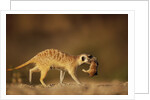 Meerkat Carrying Yearling in Mouth by Anonymous