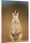 Meerkat Sitting Upright by Anonymous