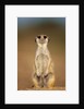 Meerkat Sitting Upright by Anonymous