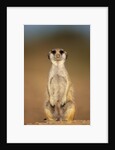 Meerkat Sitting Upright by Anonymous