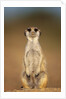 Meerkat Sitting Upright by Anonymous