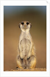 Meerkat Sitting Upright by Anonymous