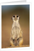 Meerkat Sitting Upright by Anonymous