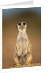 Meerkat Sitting Upright by Anonymous