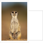 Meerkat Sitting Upright by Anonymous