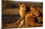 Lioness Playing with Cubs at Dawn by Anonymous