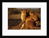 Lioness Playing with Cubs at Dawn by Anonymous