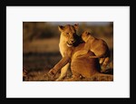 Lioness Playing with Cubs at Dawn by Anonymous
