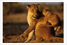 Lioness Playing with Cubs at Dawn by Anonymous