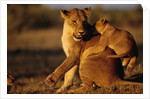 Lioness Playing with Cubs at Dawn by Anonymous