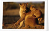 Lioness Playing with Cubs at Dawn by Anonymous