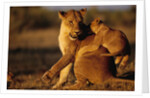 Lioness Playing with Cubs at Dawn by Anonymous