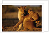 Lioness Playing with Cubs at Dawn by Anonymous