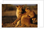 Lioness Playing with Cubs at Dawn by Anonymous