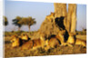 Lion Pride Resting at Acacia Tree by Anonymous