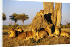 Lion Pride Resting at Acacia Tree by Anonymous