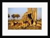 Lion Pride Resting at Acacia Tree by Anonymous