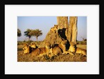 Lion Pride Resting at Acacia Tree by Anonymous