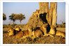 Lion Pride Resting at Acacia Tree by Anonymous